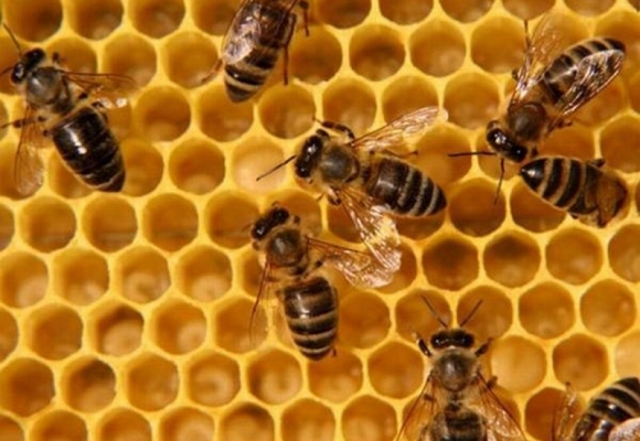 В цей день бджолярі намагаються закінчити приготування до зими