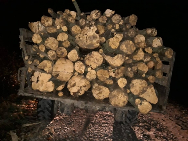 Прикордонники затримали на Закарпатті вантажівку з незаконно вирубаною деревиною