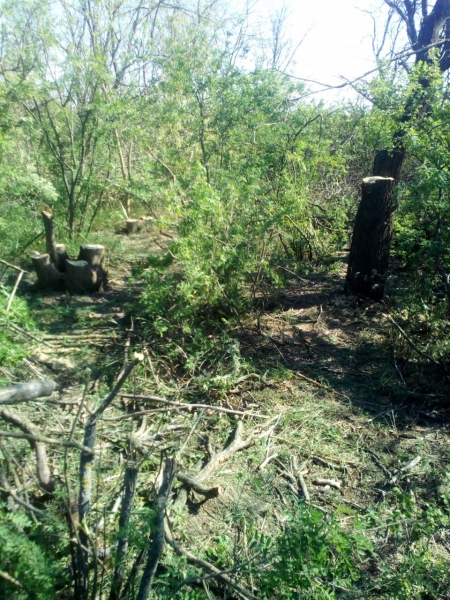 На Одещині прикордонники завадили незаконній вирубці лісу