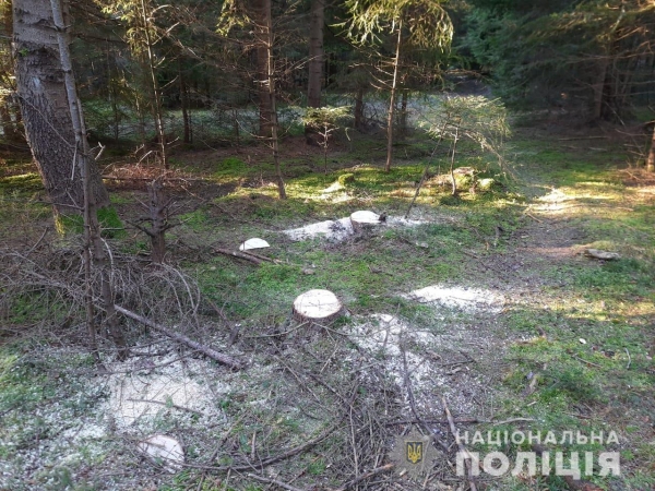 Двох мешканців Турківщини судитимуть за незаконну порубку дерев у ландшафтному парку