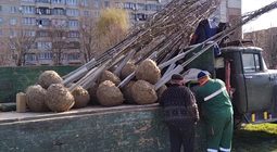 На вихідних у Львові висадили 73 дерева