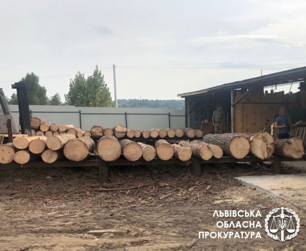 Незаконна порубка дерев у національному природньому парку на понад 350 тис грн – на Львівщині підозрюють організовану злочинну групу, в числі якої є службовці парку 