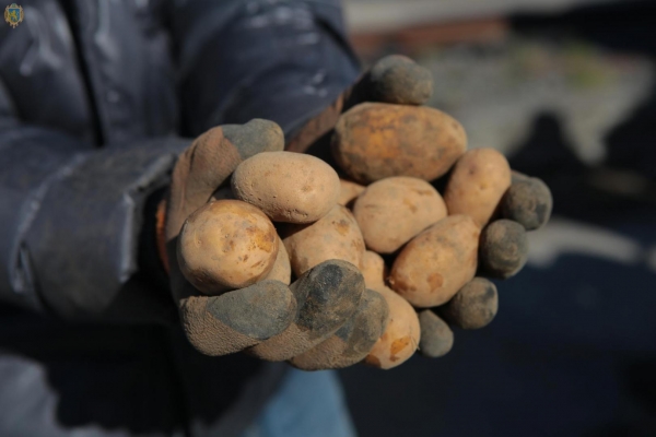 Підтримка аграрної галузі: Львівщина отримала першу партію насіннєвої картоплі з Франції