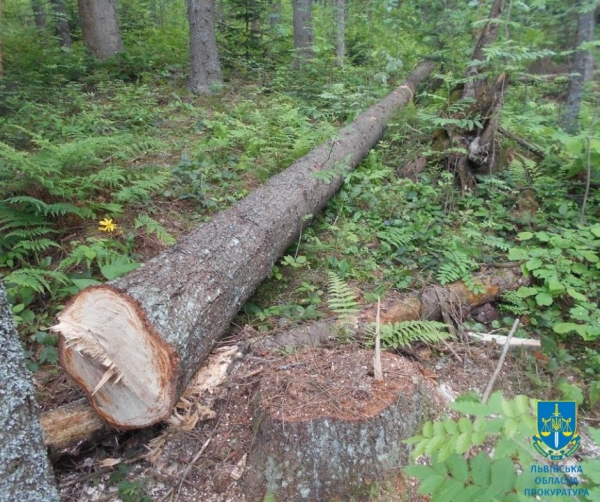 Незаконна рубка дерев на території природного заповідника на майже 1 млн грн – підозрюють двох місцевих мешканців Львівщини