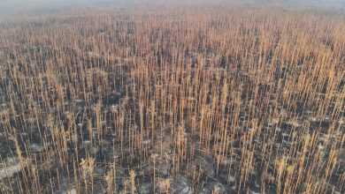 національний природний парк області — «Кремінські ліси»