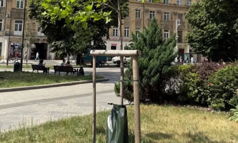 У львівських парках на молодих деревах встановили поливальні мішки