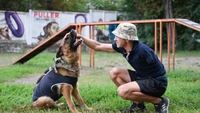 У Львові стартує програма емоційного відновлення UNBROKEN ANIMALS з собаками-компаньйонами