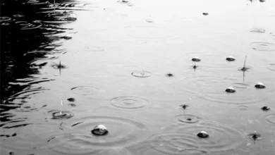 У Львові до кінця доби очікують дощ, завтра – туман і грозу