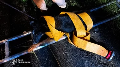 У Трускавці рятувальники витягнули собаку з канави в селі Модричі