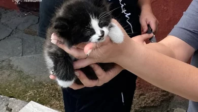 У Львові рятувальники звільнили кота з вентиляційної труби