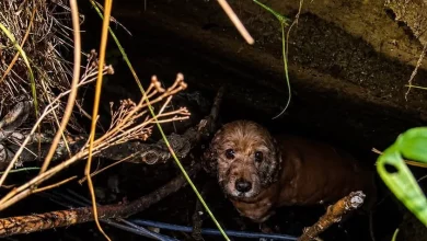У Дрогобичі рятувальники витягнули собаку з каналізаційного колодязя