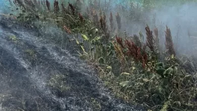 На Львівщині за добу загасили 12 пожеж в екосистемах