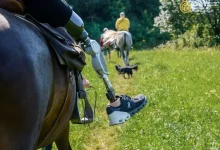 На Львівщині проведуть благодійний фестиваль «Гута Фест: зі щитом і честю»