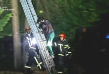 У Львові рятувальники зняли з дерева жінку з котом