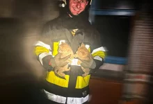 У селі Лісове на Золочівщині з пожежі врятували двох кошенят