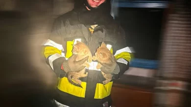 У селі Лісове на Золочівщині з пожежі врятували двох кошенят