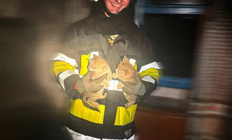 У селі Лісове на Золочівщині з пожежі врятували двох кошенят