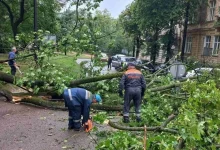 У Львові через повалене дерево обмежили рух тролейбусів біля площі Святого Юра