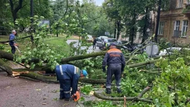 У Львові через повалене дерево обмежили рух тролейбусів біля площі Святого Юра