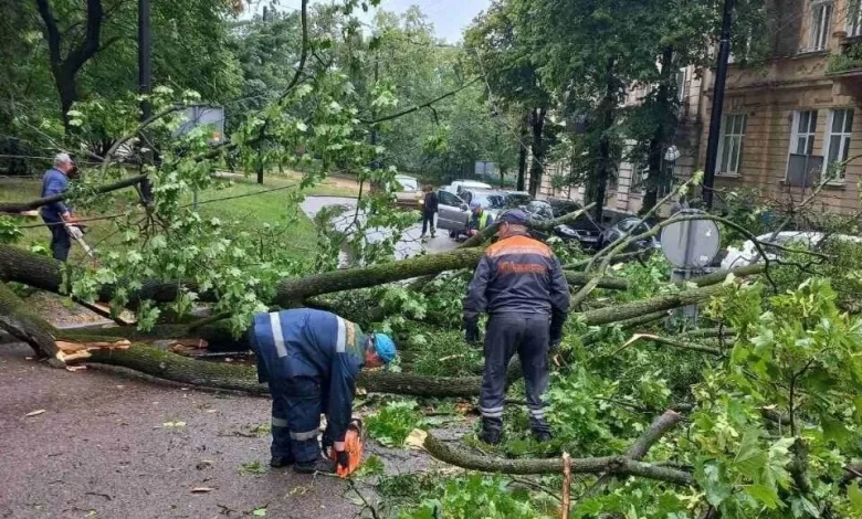 У Львові через повалене дерево обмежили рух тролейбусів біля площі Святого Юра