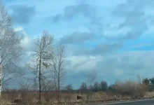 Жовківська міська рада виставляє на аукціон ділянку під АЗК у Волі-Висоцькій