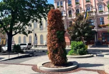 У Львові на проспекті Свободи зріжуть всихаючі туї й висадять нові дерева
