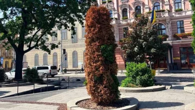 У Львові на проспекті Свободи зріжуть всихаючі туї й висадять нові дерева
