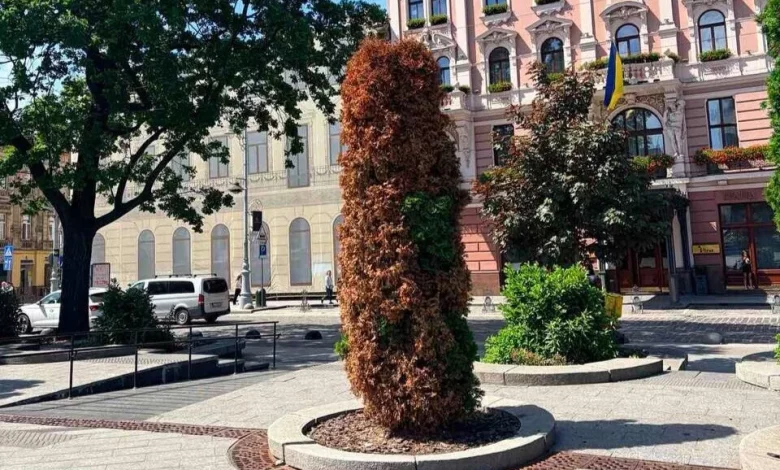 У Львові на проспекті Свободи зріжуть всихаючі туї й висадять нові дерева