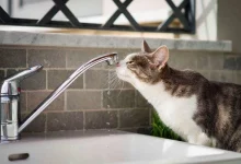 28 липня у Соснівці тимчасово припинять водопостачання