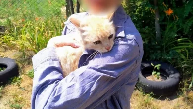 У Дітківцях рятувальники підняли рудого кота з 10-метрової криниці