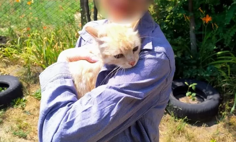 У Дітківцях рятувальники підняли рудого кота з 10-метрової криниці