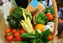 Вихованці Роздільського будинку-інтернату привезли до ЛОДА врожай із власної теплиці