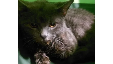 У Львові ввели карантин через випадок сказу у кота