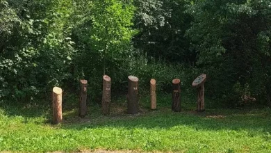 У парку «Знесіння» у Львові з’явилася нова освітня галявина про дерева