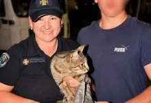 У Зимній Воді рятувальники витягнули кота з п’ятиметрової шахти