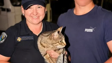 У Зимній Воді рятувальники витягнули кота з п’ятиметрової шахти