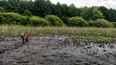 У селищі Івано-Франкове рятувальники визволили жінку з болотистої місцевості