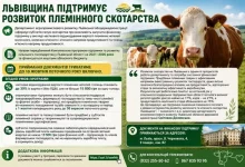 На Львівщині компенсують частину вартості племінних нетелей і телиць