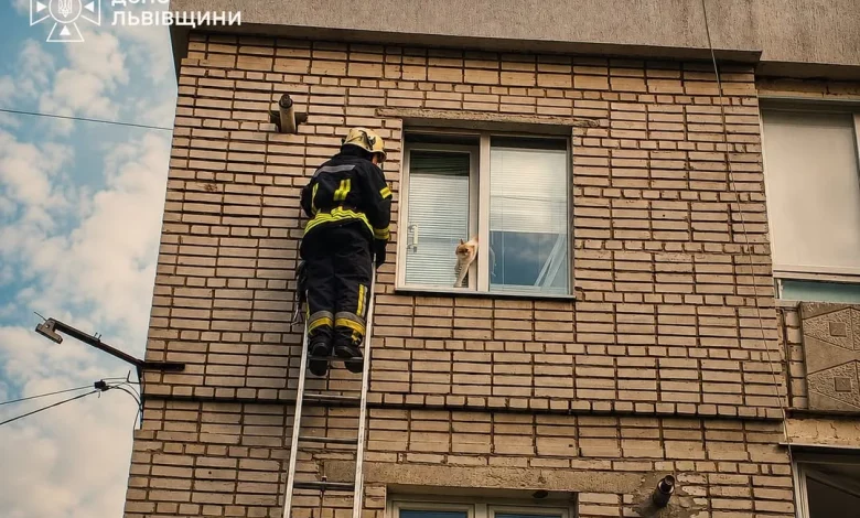 У Трускавці рятувальники зняли кота, що застряг між вікнами житлового будинку