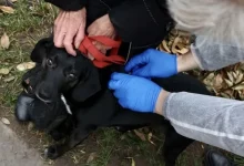 У Гряді безкоштовно від сказу щепили близько 90 домашніх тварин