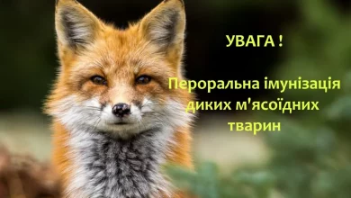 На Львівщині розпочали вакцинацію диких тварин від сказу: що мають знати мешканці
