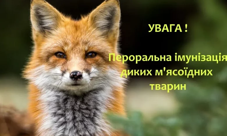 На Львівщині розпочали вакцинацію диких тварин від сказу: що мають знати мешканці