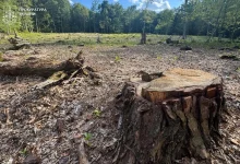 На Львівщині судитимуть двох експосадовців лісництва за незаконну вирубку понад 1100 дерев