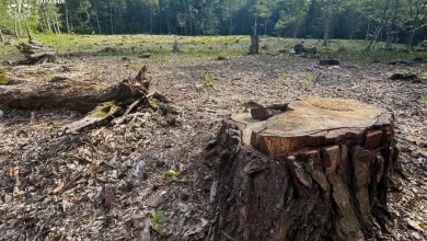 На Львівщині судитимуть двох експосадовців лісництва за незаконну вирубку понад 1100 дерев