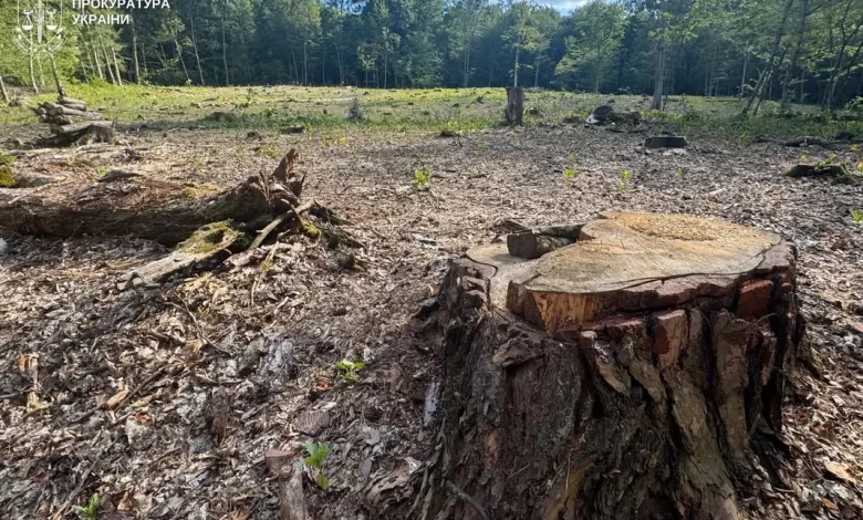 На Львівщині судитимуть двох експосадовців лісництва за незаконну вирубку понад 1100 дерев