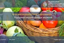 Агрометеорологічні підсумки другої декади вересня на Львівщині