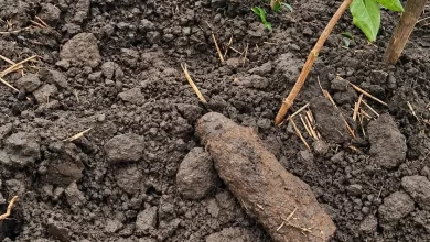 Поблизу села Стоділки на Львівщині знищили артилерійський снаряд часів Другої світової