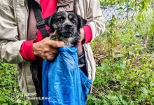 У Глинянах рятувальники дістали собаку з 5-метрового колодязя