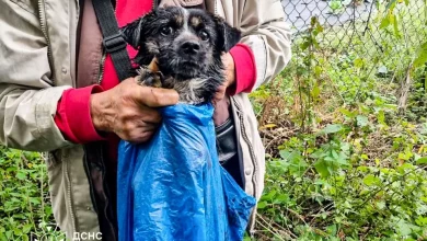 У Глинянах рятувальники дістали собаку з 5-метрового колодязя