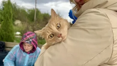 У Львівській громаді безкоштовно щеплюють від сказу домашніх тварин
